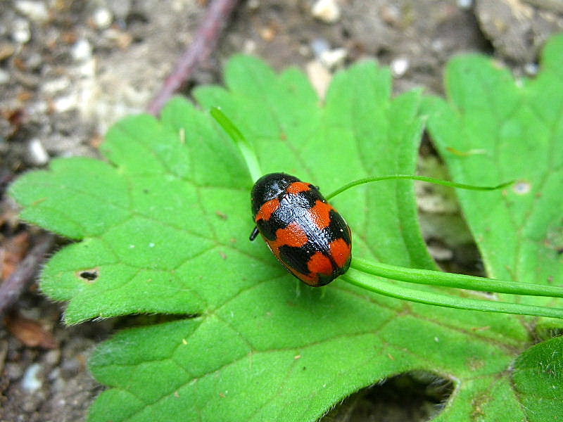 Cryptocephalus loreyi (Chrysomelidae)